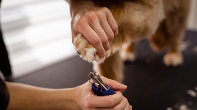Picture for category Dog Nail Trimmers